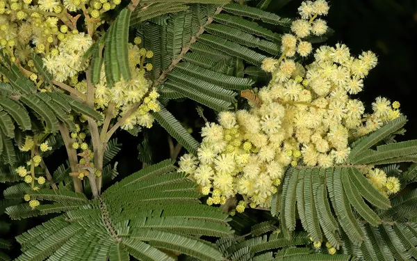 Black wattle acacia with finely feathered foliage