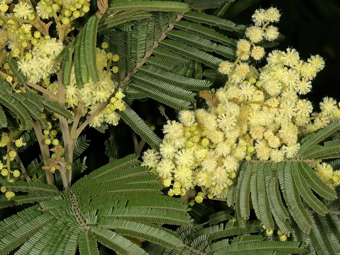 Black wattle acacia with finely feathered foliage