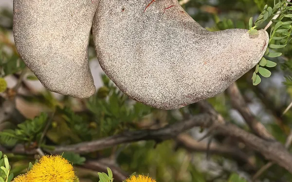 Camel thorn with feathered foliage and its characteristic thorns