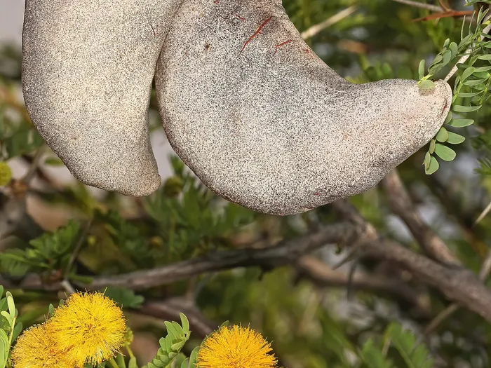 Camel thorn with feathered foliage and its characteristic thorns