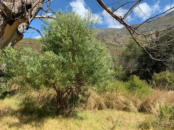 Rooikrans acacia with dense dark-green foliage