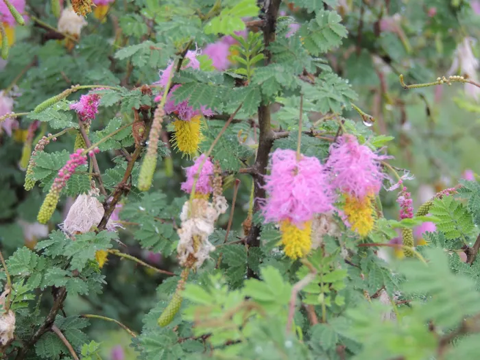 Sickle bush with its characteristic hanging flowers