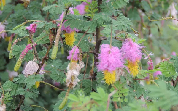 Sickle bush with its characteristic hanging flowers